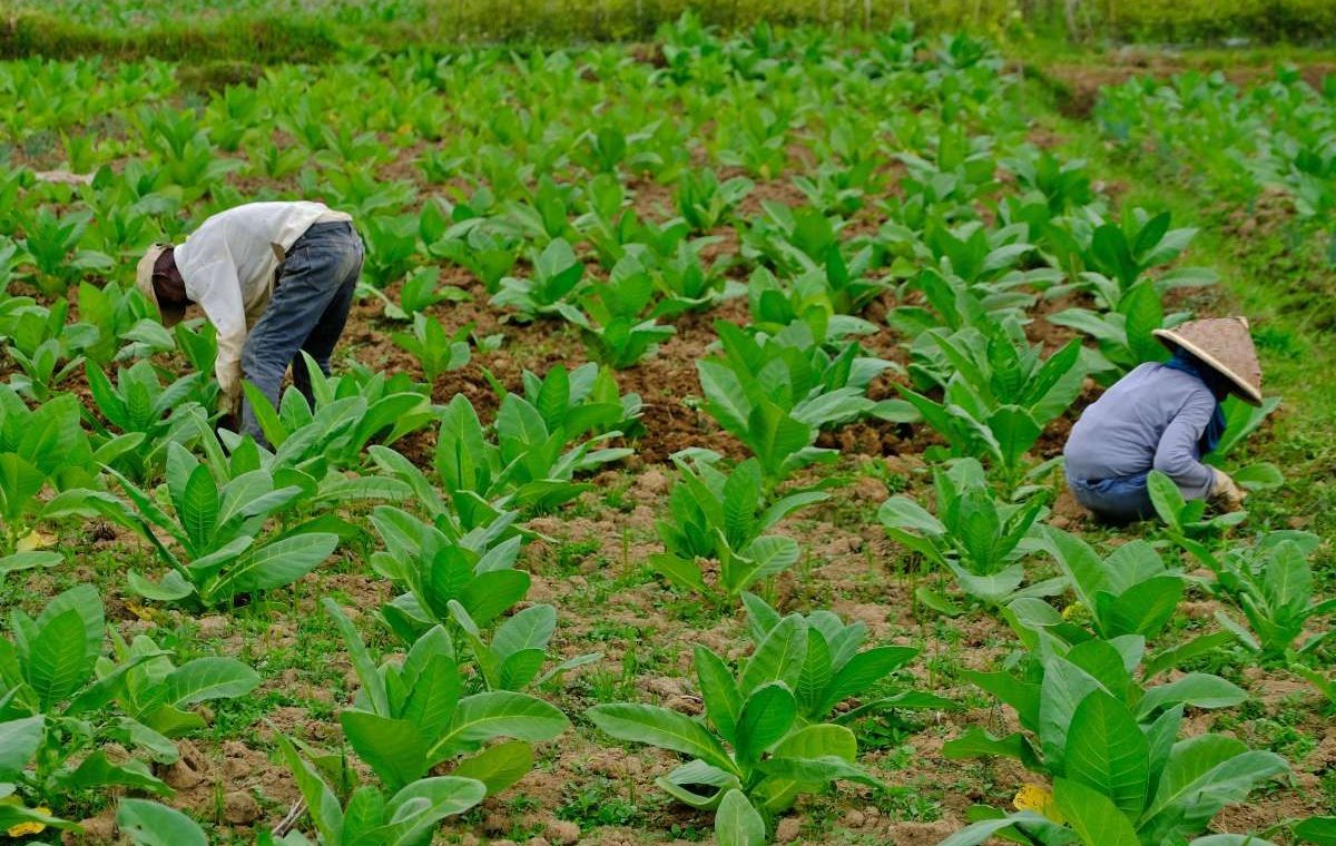 Special Plan: Jika Pemerintah Sahkan 3 Aturan Tembakau, LBH GP Ansor Pertimbangkan Uji Materi ke MK