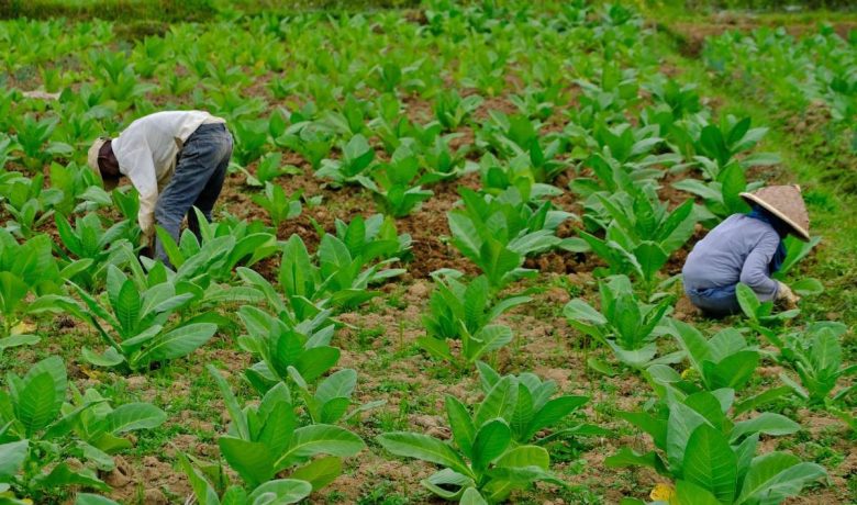 Latest Program: Petani Tembakau Tolak Penyeragaman Kemasan Rokok, Apa Alasannya?