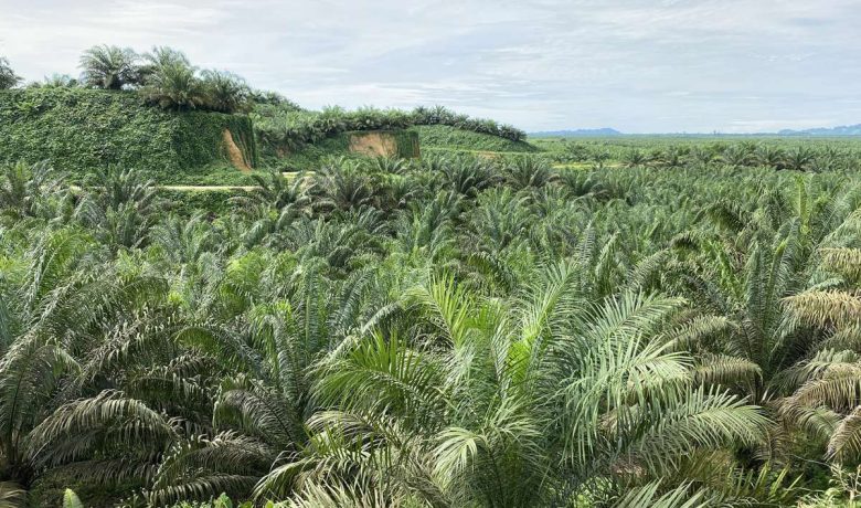 Special Plan: B50 Resmi Meluncur, Simak Prospek Kinerja dan Rekomendasi Saham Emiten CPO