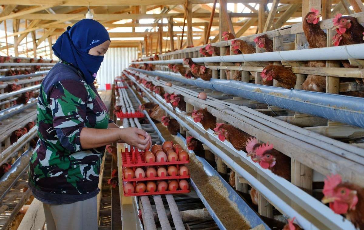 Latest Program: MBG Berjalan Lagi, Bapanas Mengklaim Harga Telur dan Ayam Kembali Naik