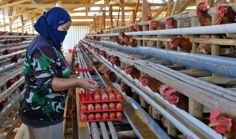 Latest Program: MBG Berjalan Lagi, Bapanas Mengklaim Harga Telur dan Ayam Kembali Naik